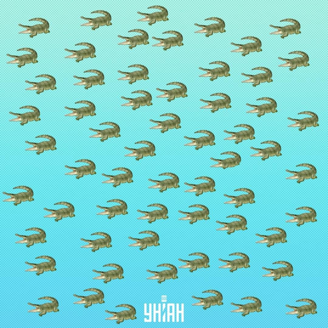 El reptil está oculto, pero deberías verlo en 15 segundos / Collage Moje