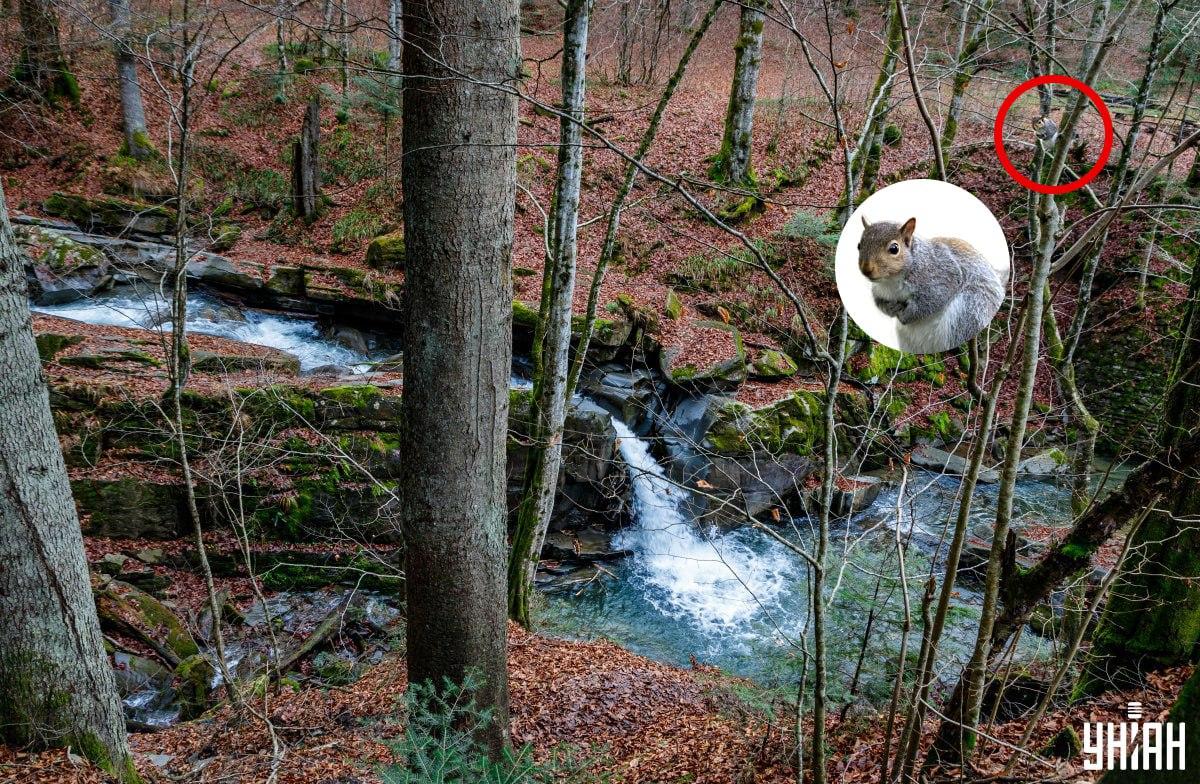 Collage Moje, foto Moje, Nemes Janosz