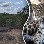 Encontrar un leopardo en la selva en 8 segundos: la mejor forma de poner a prueba tu atención Encontrar un leopardo en la selva en 8 segundos: la