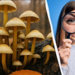 Encuentra 3 diferencias en 11 segundos: un rápido test de inteligencia Encuentra 3 diferencias en 11 segundos: un rápido test de