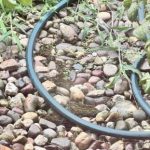 Interesante test de inteligencia: intenta encontrar la rana escondida en sólo 5 segundos Interesante test de inteligencia: intenta encontrar la rana escondida en