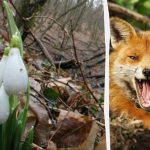 La ilusión óptica te mostrará cuál es tu coeficiente intelect: tienes que encontrar un zorro en el bosque en 9 segundos La ilusión óptica te mostrará cuál es tu coeficiente intelect:
