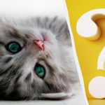 Sólo las personas con un alto coeficiente intelect detectarán un gato en el patio en 10 segundos: una interesante ilusión óptica Sólo las personas con un alto coeficiente intelect detectarán un